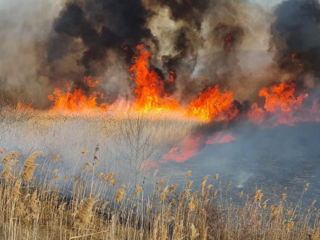 Judeţul TULCEA: De la începutul anului, aproximativ 460 de hectare au fost afectate de incendiile de vegetaţie uscată