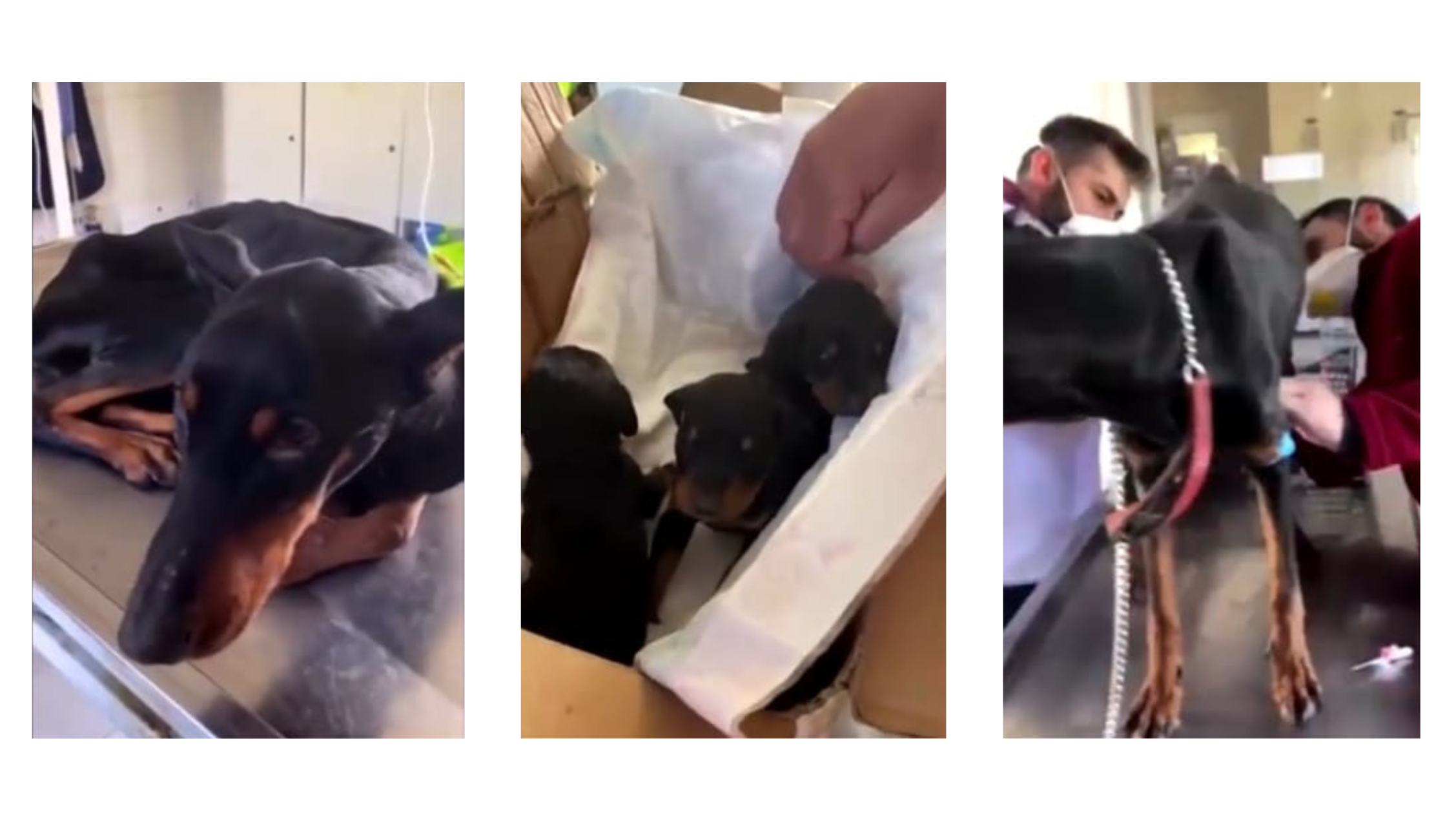 VIDEO Salvare miraculoasă în Turcia, la o lună după cutremur: O căţeluşă şi cei trei pui nou-născuţi au fost scoşi din subsolul unei clădiri prăbuşite