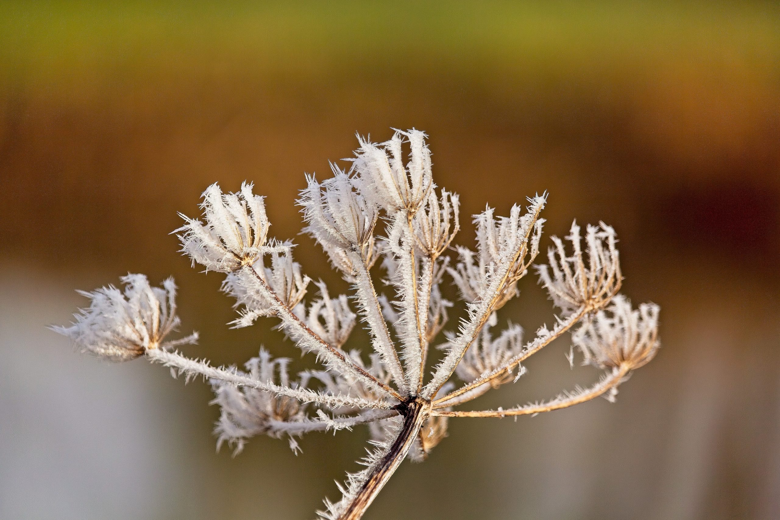Temperaturi negative, în această noapte, în Dobrogea