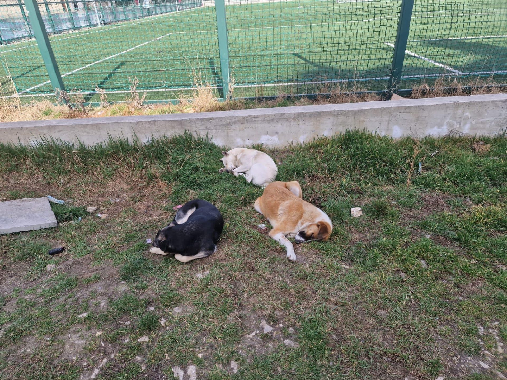 NĂVODARI: Câini sedați și abandonați în oraș. Cazul a intrat în atenția Poliției Animalelor
