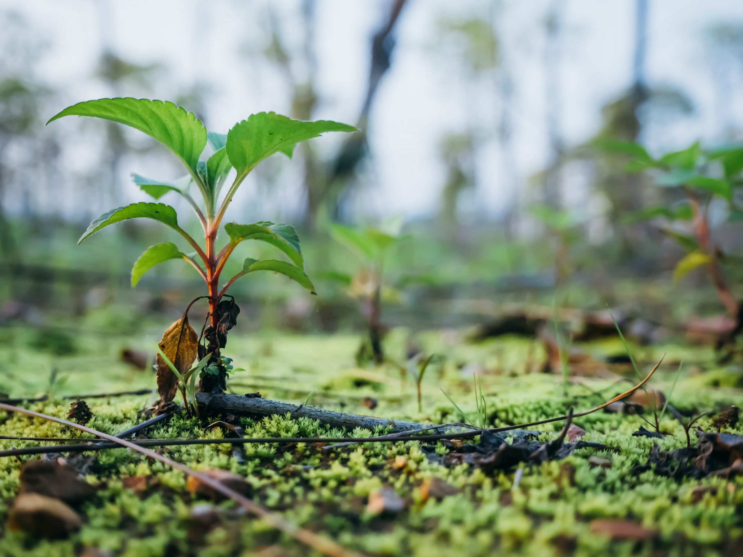 TULCEA: Zeci de şcoli din judeţ participă la o acţiune de plantare de puieţi, pentru a marca Ziua Pădurilor