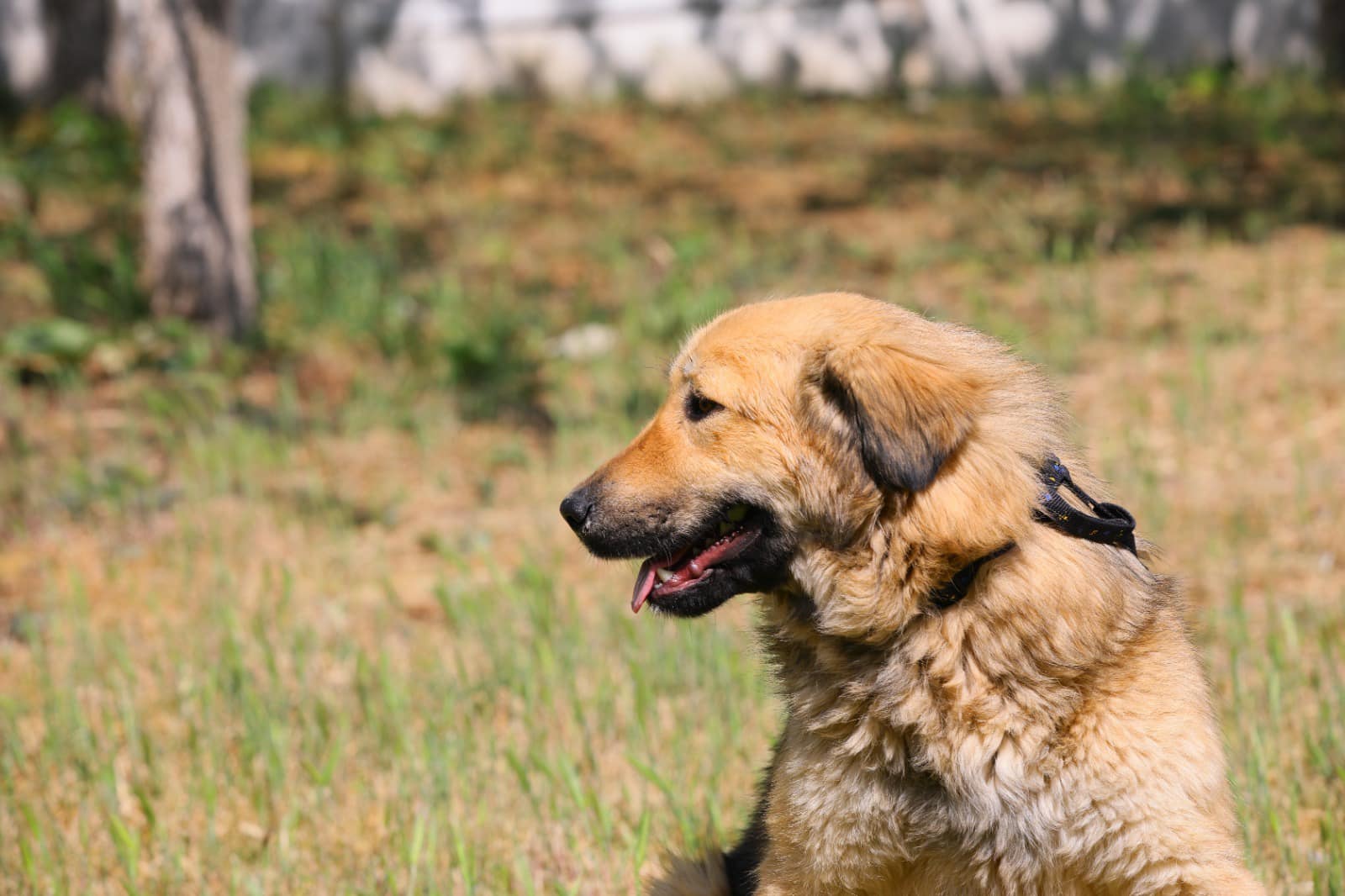 CONSTANŢA: 350 de câini, de la Adăpostul public de animale fără stăpân, aşteaptă să-şi găsească o familie
