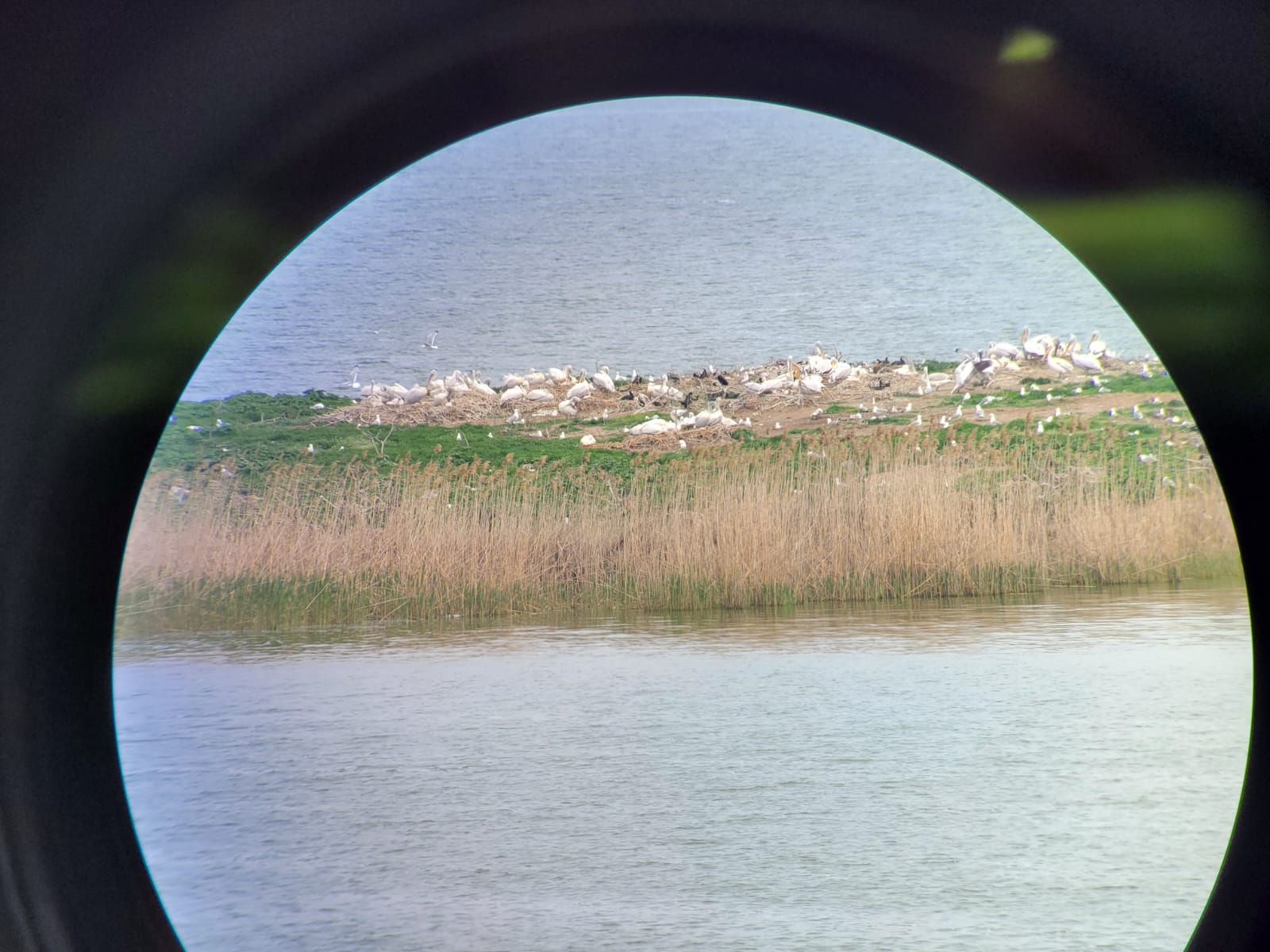O colonie de pelicani creţi, specie protejată de lege, cuibăreşte pe Lacul Taşaul