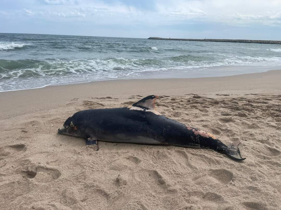 Patru exemplare de delfini au eșuat pe plajele din Eforie Nord și Constanța, în ultimele două zile
