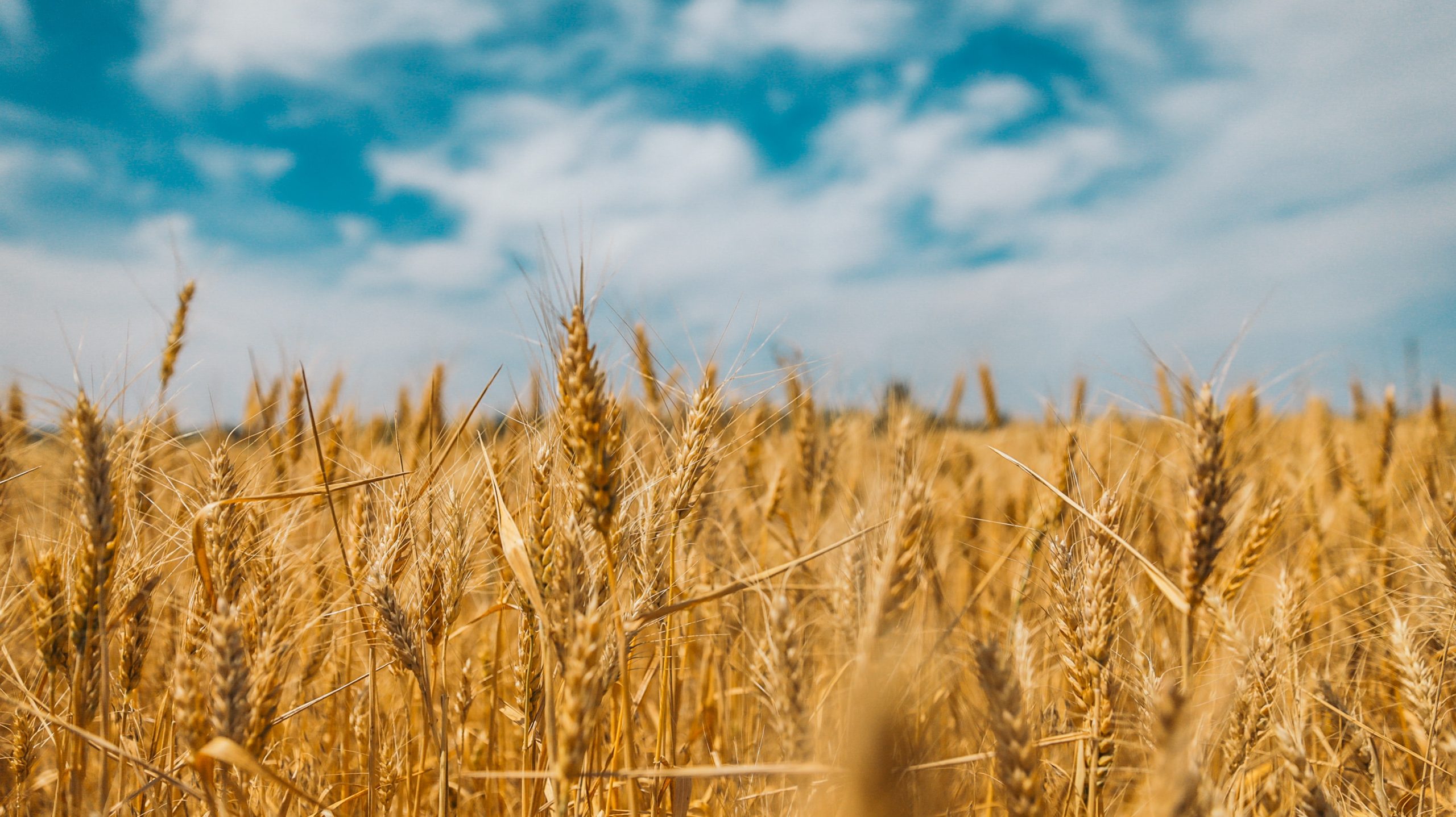 Fermierii cer interzicerea tranzitului şi importurilor de produse agricole din Ucraina. Ei ameninţă cu un amplu protest, ce ar urma să înceapă pe 7 iunie