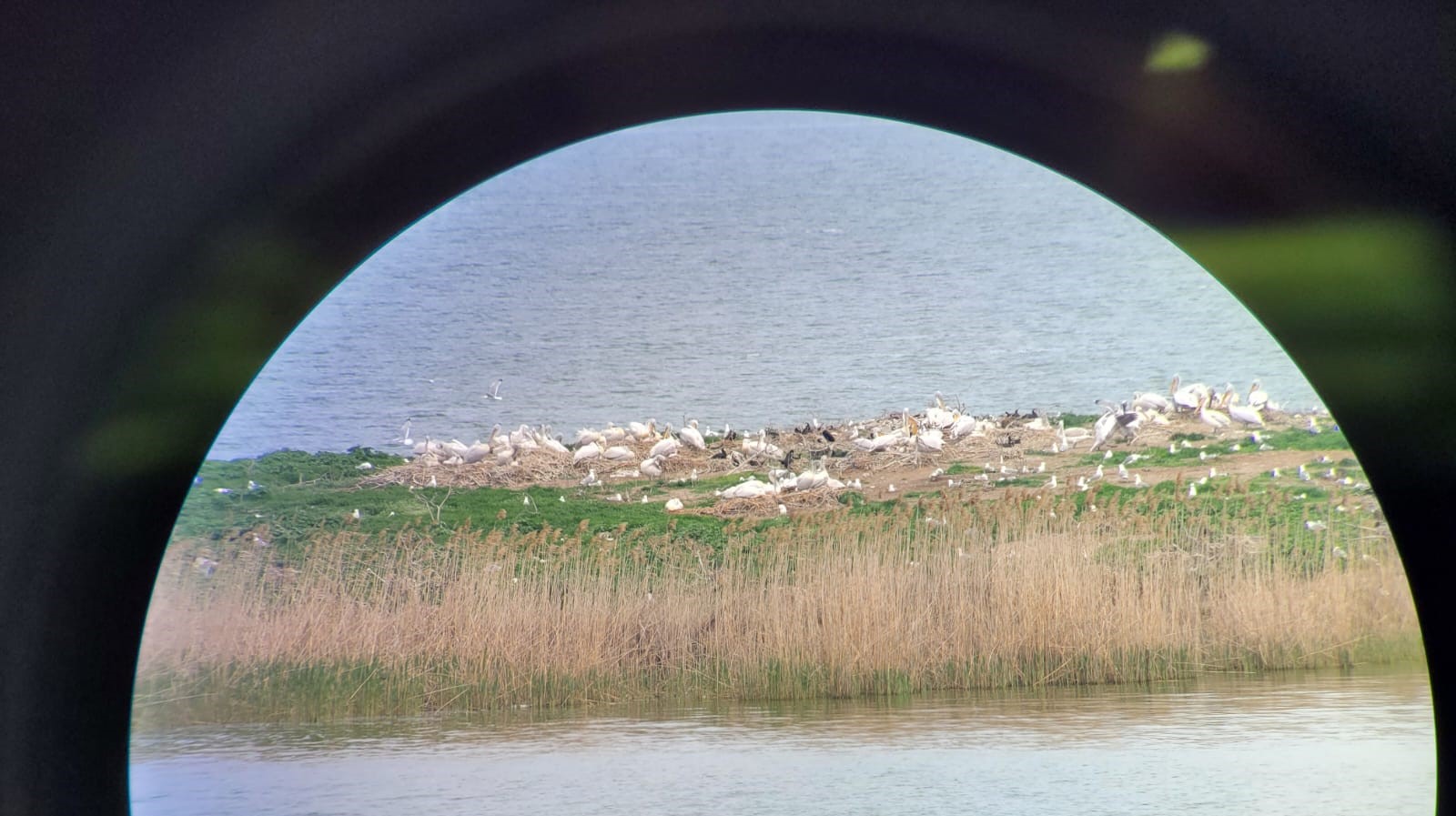 Singura colonie de pelicani creţi din ţară, în afara Deltei Dunării, se află pe lacul Taşaul, lângă Năvodari. Detalii mai puţin cunoscute despre această specie