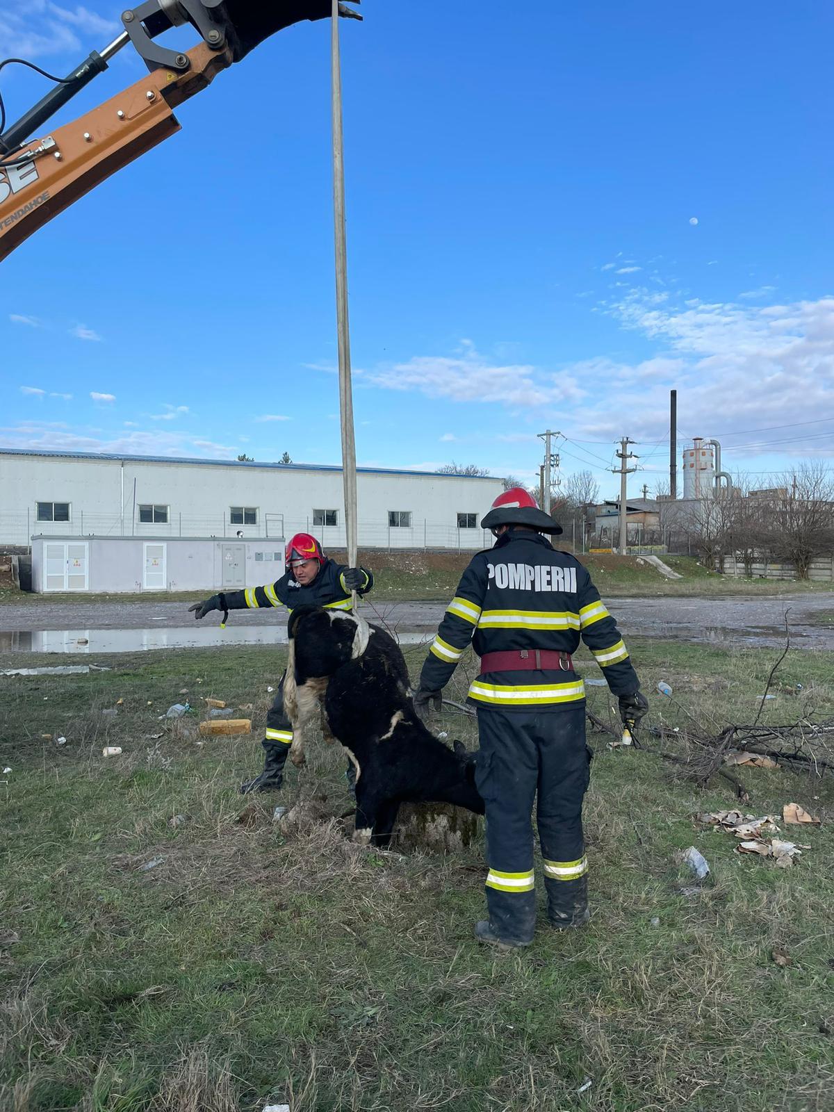 BABADAG: Animal salvat de pompierii tulceni dintr-un cămin de canalizare