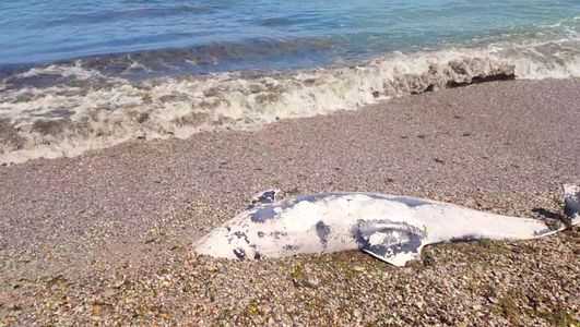 Încă un delfin eșuat a fost găsit pe plajă, la Eforie Sud