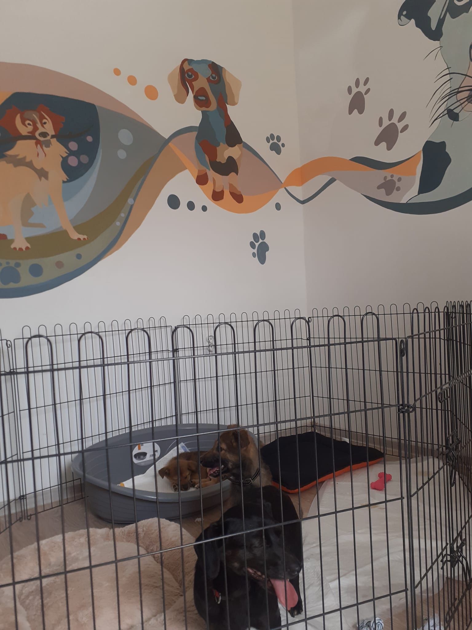 CONSTANŢA: Un centru de adopții canine a fost deschis pe strada Răscoala din 1907. Care este modalitatea prin care puteţi adopta un caţel