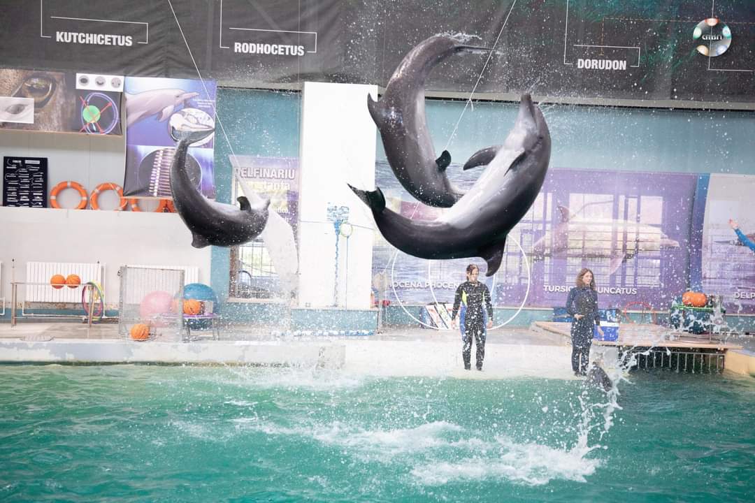 Delfinii din Ucraina nu mai susţin reprezentaţii la Delfinariul din Constanţa