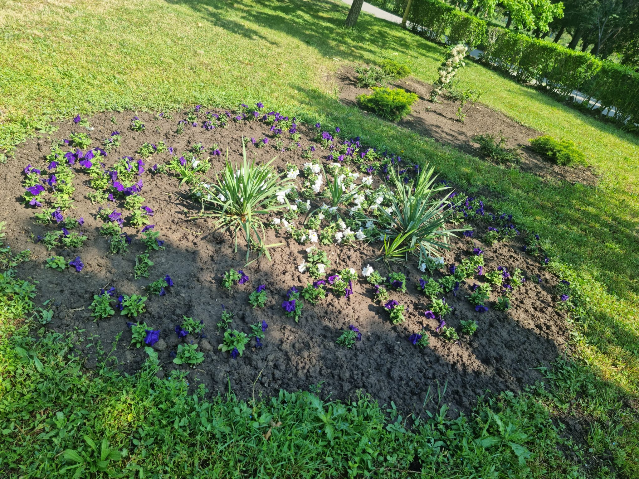 Flori furate cu tot cu rădăcină din parcurile din Constanţa!