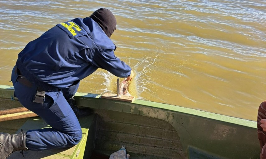 TULCEA: Șase exemplare vii de sturion au fost descoperite în setcile unui braconier