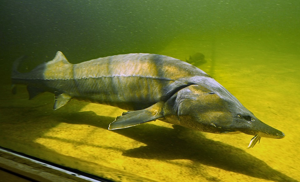 E posibil ca “Batogul deltaic din sturion” să fie recunoscut la nivel european, ca produs cu indicaţie geografică protejată