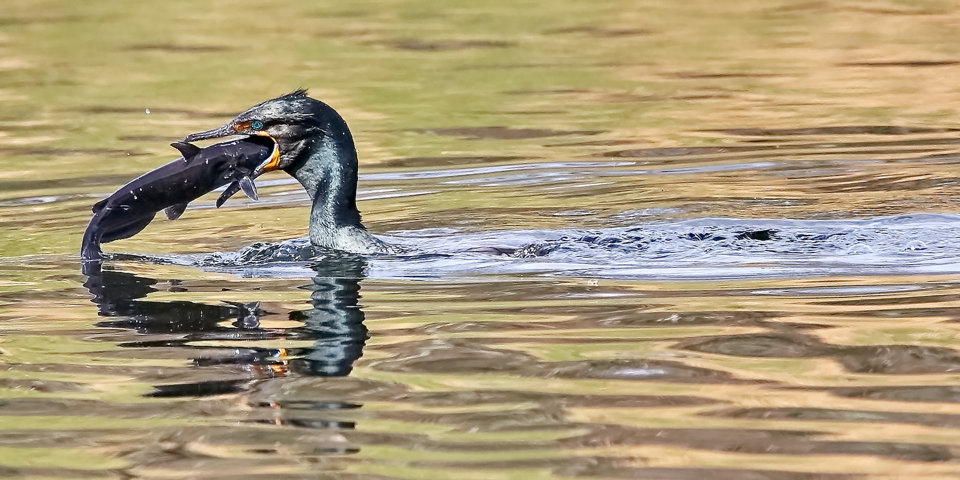 Vânătoarea cormoranului mare pe tot parcursul anului, naște dispute în spaţiul public