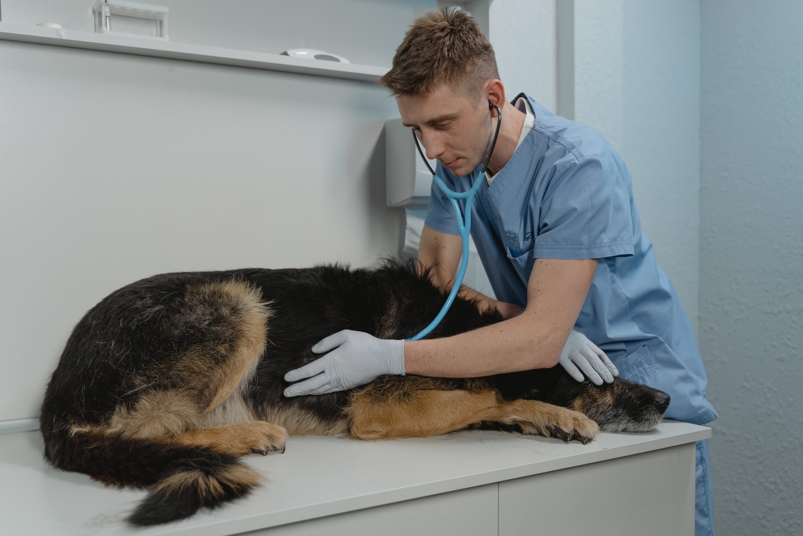 15 mai – Ziua naţională a medicului veterinar