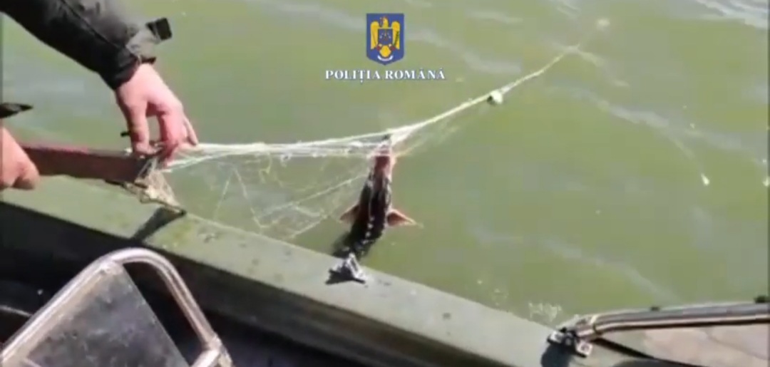 VIDEO: Acțiune de combatere a braconajului în județele Tulcea și Brăila