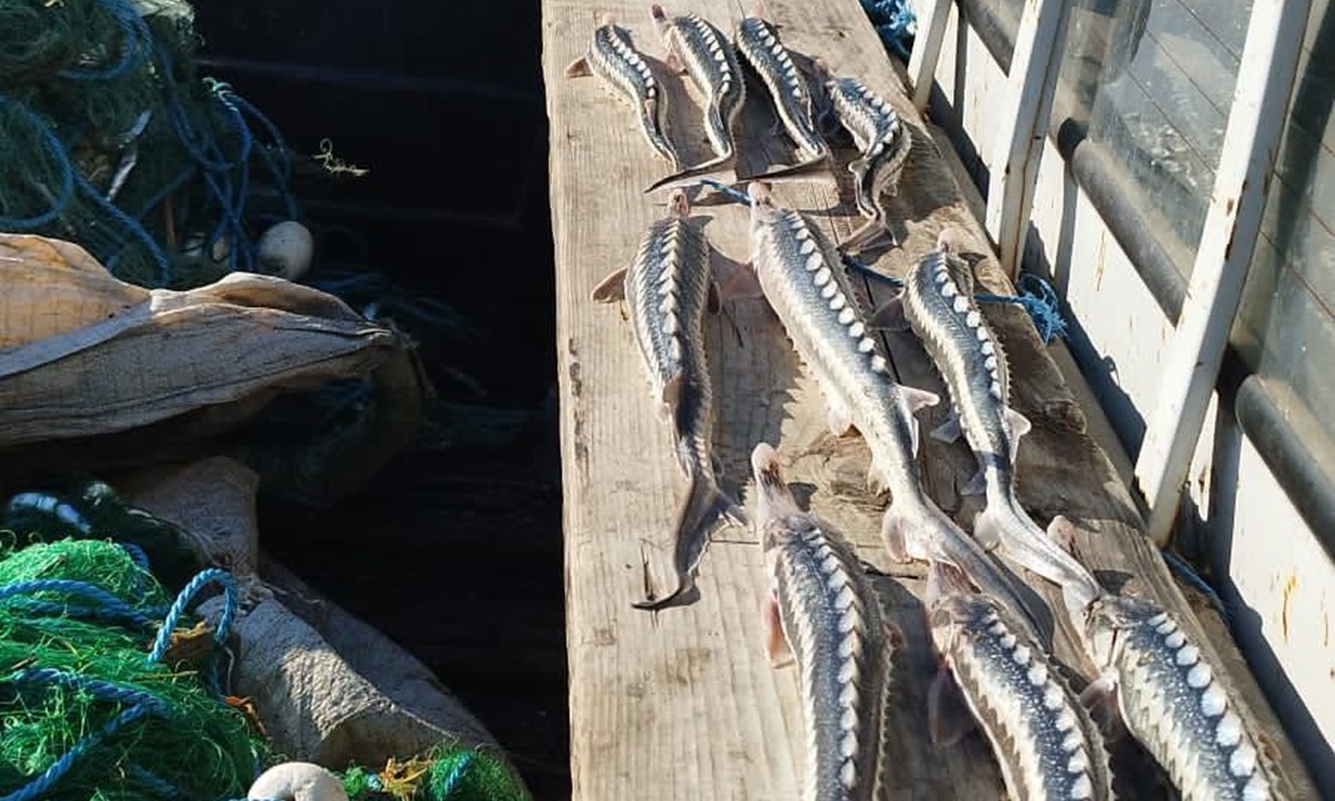 FOTO/VIDEO: Zeci de sturioni redați mediului natural și 12 dosare penale pentru braconaj întocmite de polițiștii tulceni