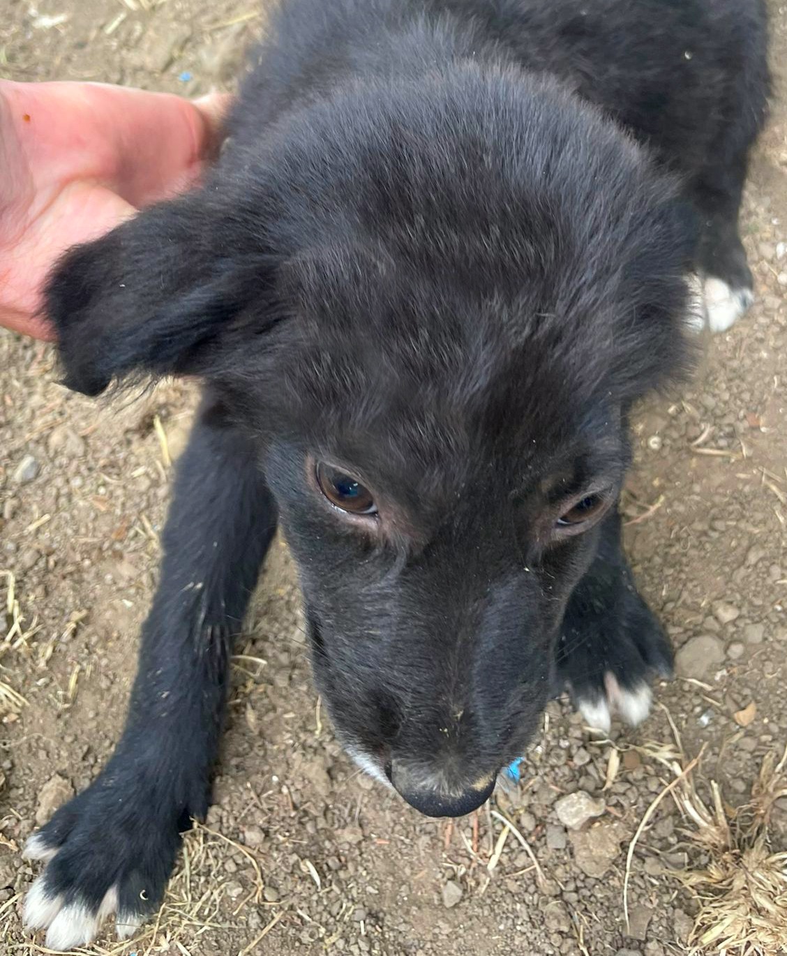 CONSTANȚA: 11 câni au fost adoptați din Adăpostul Public de Animale Abandonate