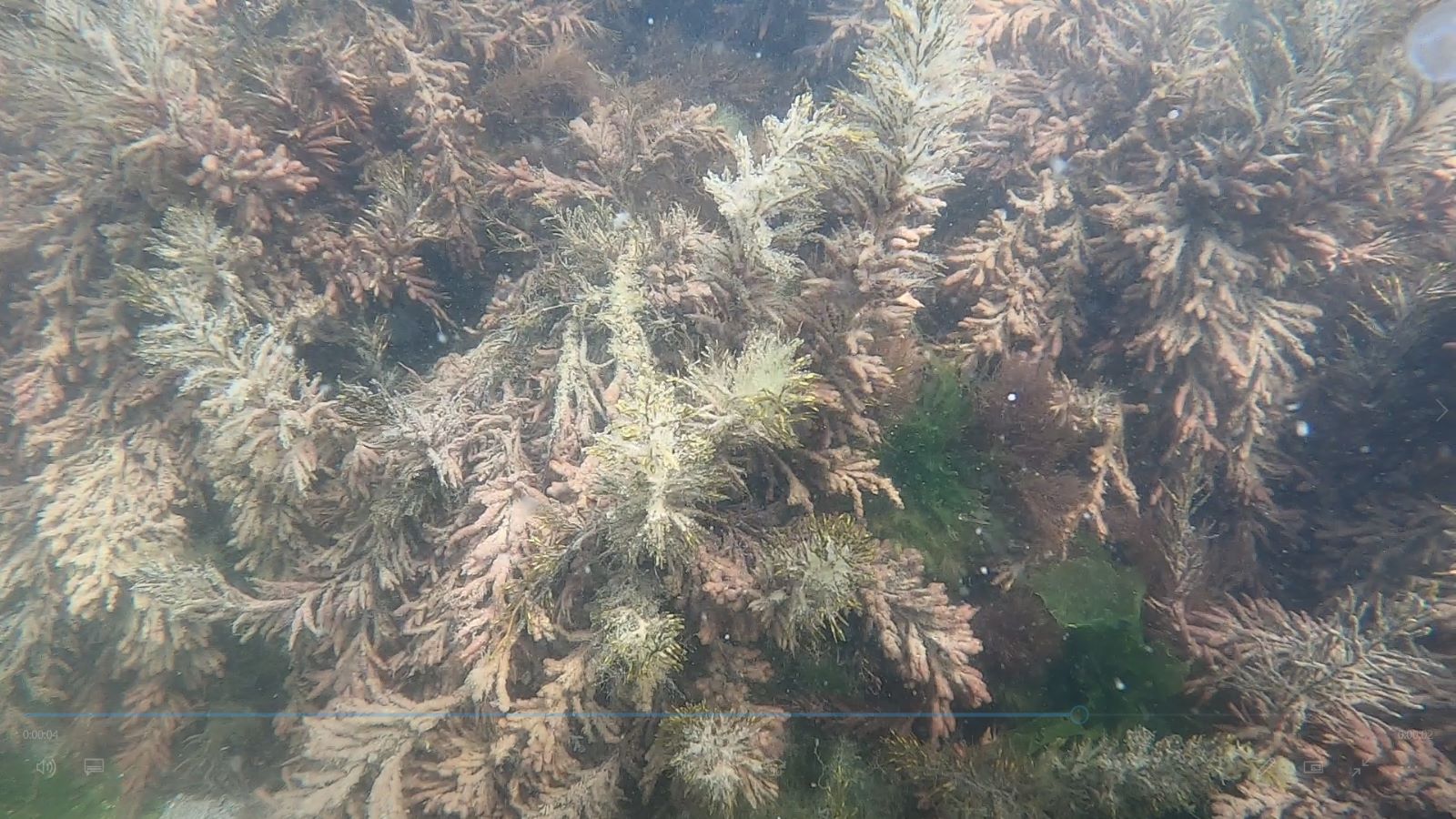 FOTO – Pe litoral se desfășoară un proiect de reconstrucție ecologică a zonei sudice. “Prin implementarea lui, urmărim obținerea de material biologic de la macroalga Cystoseira barbata”, spune dr. Mirela Moldoveanu, coordonatorul științific al proiectului