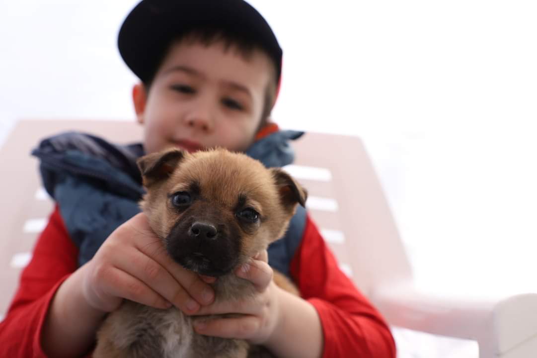 TULCEA: Târg de adopții canine