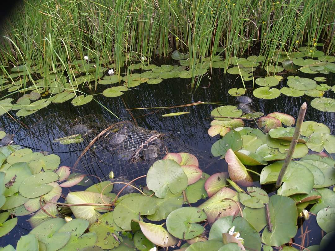 Ţestoase de apă, găsite moarte în Delta Dunării