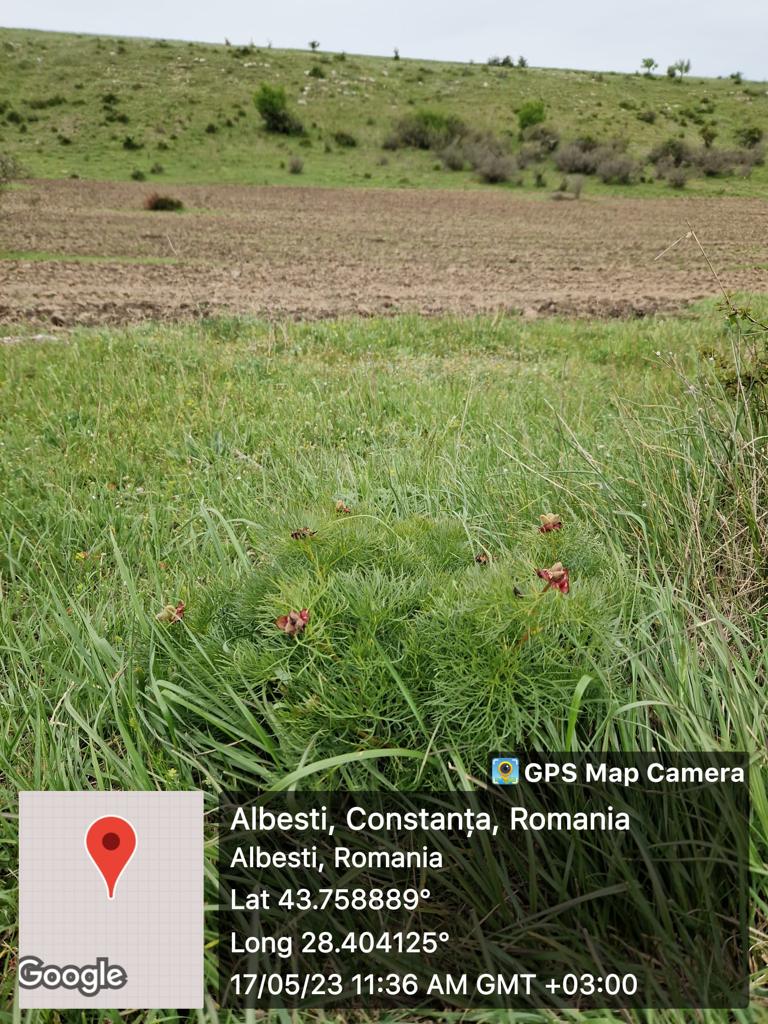 Primăria ALBEȘTI, amendată cu 30.000 de lei pentru lucrări agricole în arii protejate și distrugerea bujorilor