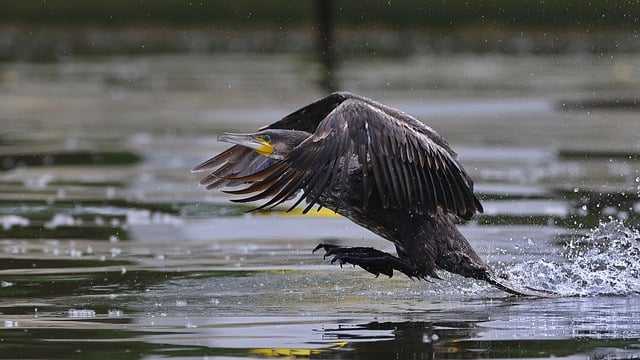 Uciderea cormoranilor din Deltă nu va duce la creșterea resursei piscicole, dar va afecta populația de pelicani