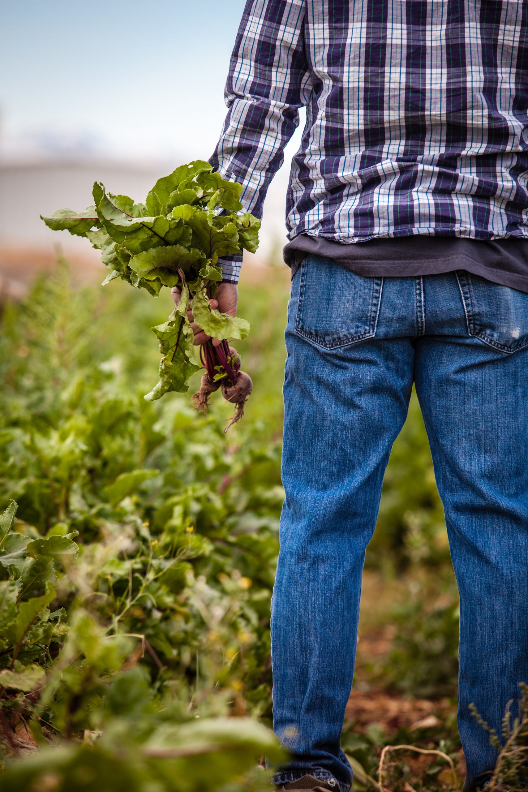 Ministrul Agriculturii: La fermieri nu există o limită privind stabilirea preţurilor