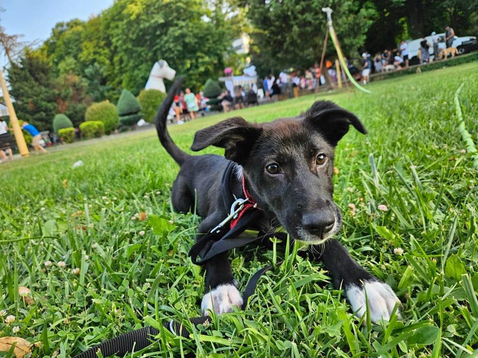 CONSTANŢA: Şase câini din Adăpostul public de animale abandonate şi-au găsit familii