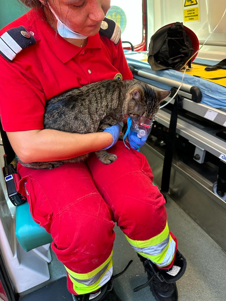 VALU LUI TRAIAN: Pompierii au salvat 14 animale de casă dintr-un incendiu. O pisică a fost resuscitată