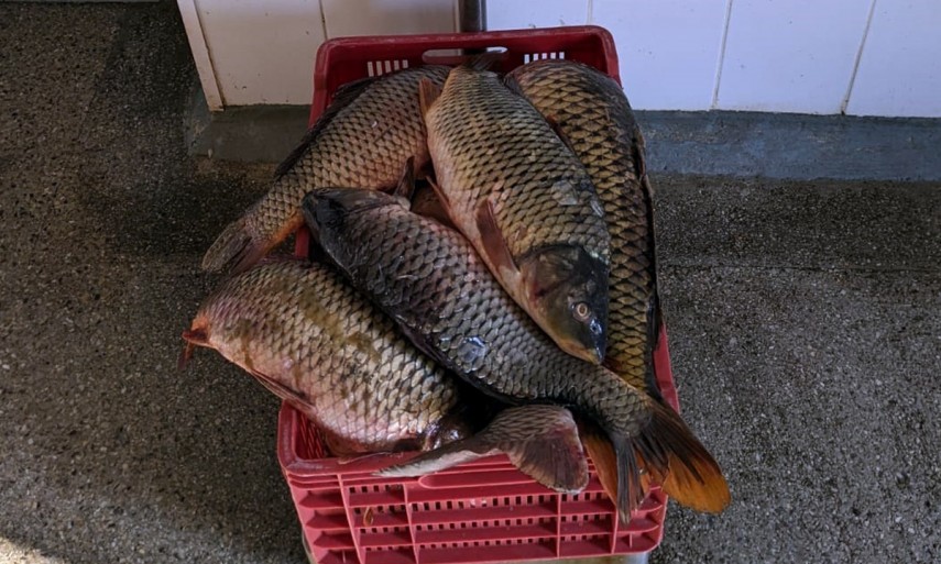 Județul TULCEA: Braconaj pe lac cu plasă mono-filament