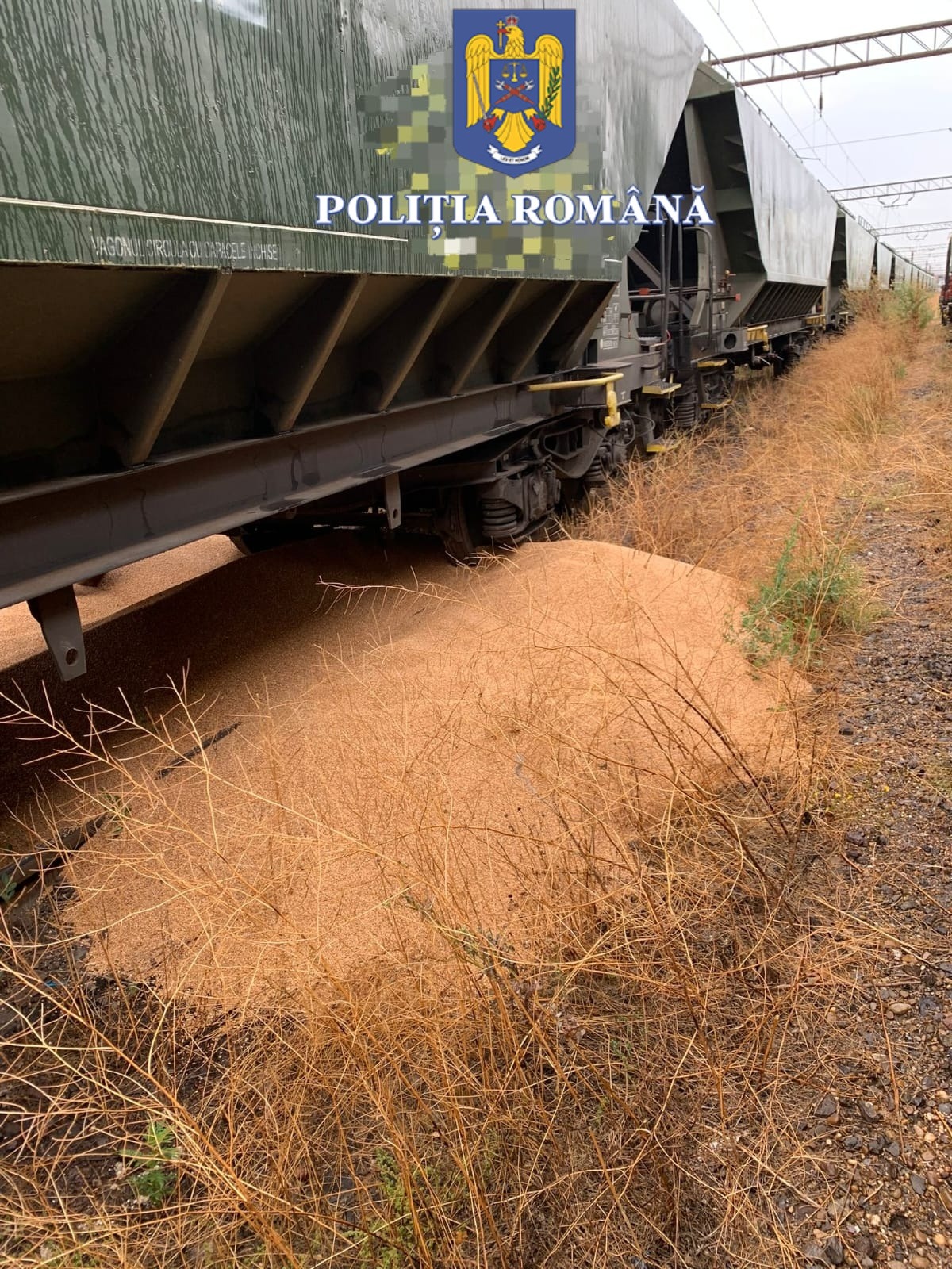 CONSTANȚA: Hoți de cereale prinși în flagrant de polițiști