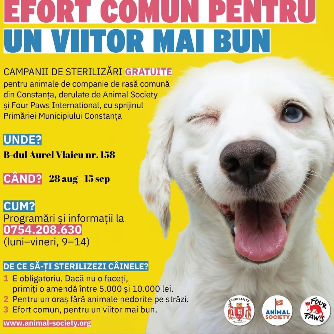 CONSTANŢA: Începe o nouă campanie de sterilizare gratuită a animalelor de rasă comună