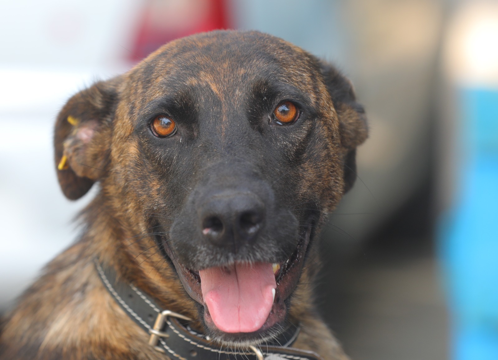 Malik îşi caută o casă. În prezent se află la Adăpostul public pentru Animale Abandonate din Constanţa
