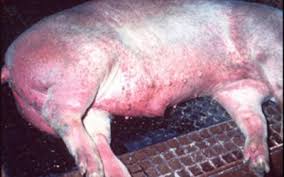 Judeţul CONSTANŢA: A fost confirmat un nou focar de pestă porcină africană
