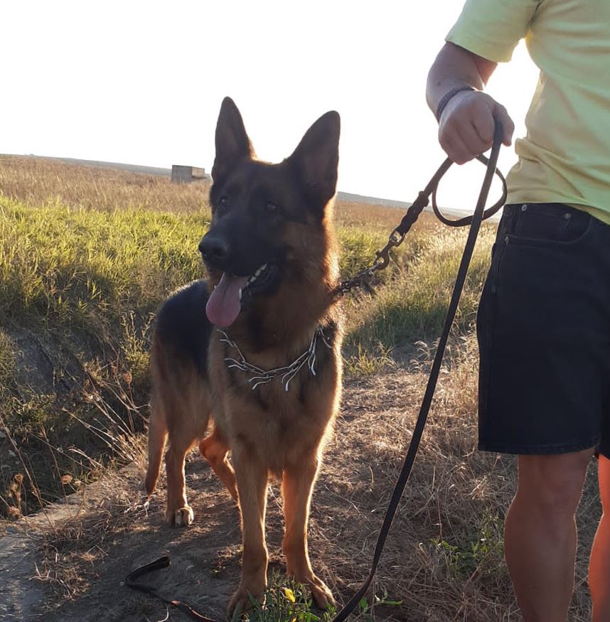 FOTO: Pompierii ISU Dobrogea au salvat un câine care căzuse într-o groapă
