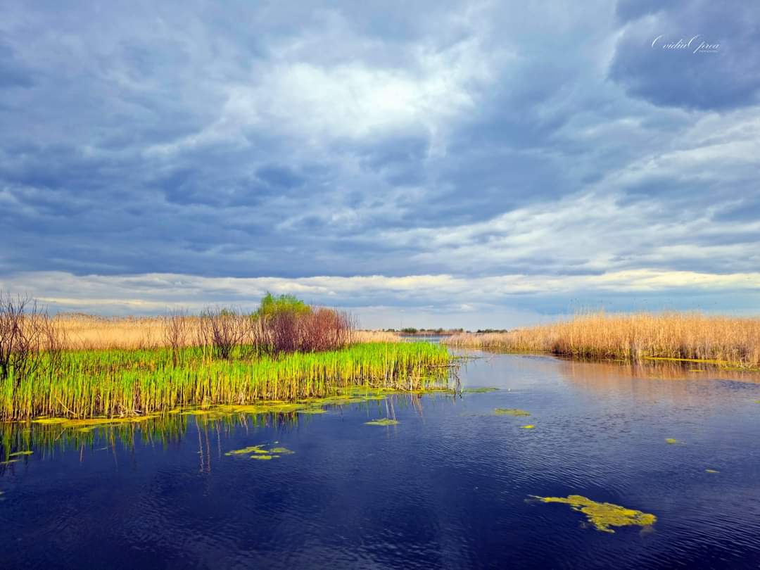2 februarie, Ziua Mondială a Zonelor Umede. Camelia Ionescu, manager program ape WWF România: “Aceste zone umede sunt soluții foarte utile pentru a ne adapta la schimbările climatice”