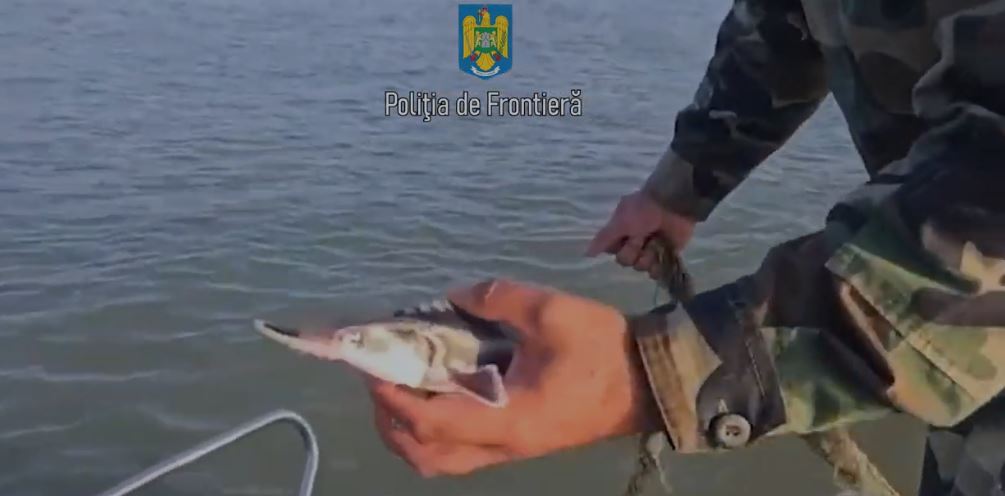 TULCEA/VIDEO: Șapte exemplare vii de sturion, redate mediului natural. Braconierii au rămas fără captură