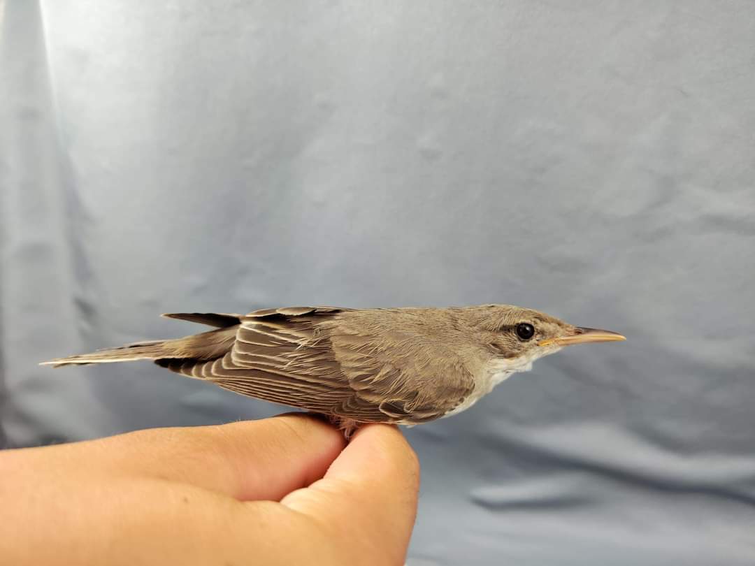 România are o nouă specie de pasăre, identificată în rezervaţia ”Dunele Marine de la Agigea”