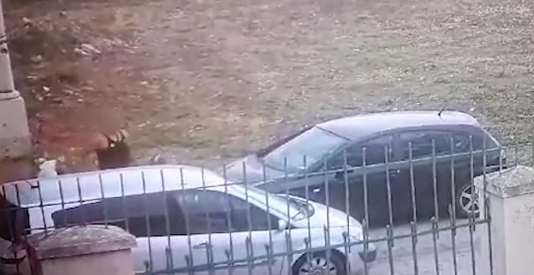 CONSTANȚA/VIDEO: 10.000 de lei amendă pentru un bărbat care și-a aruncat gunoiul pe domeniul public