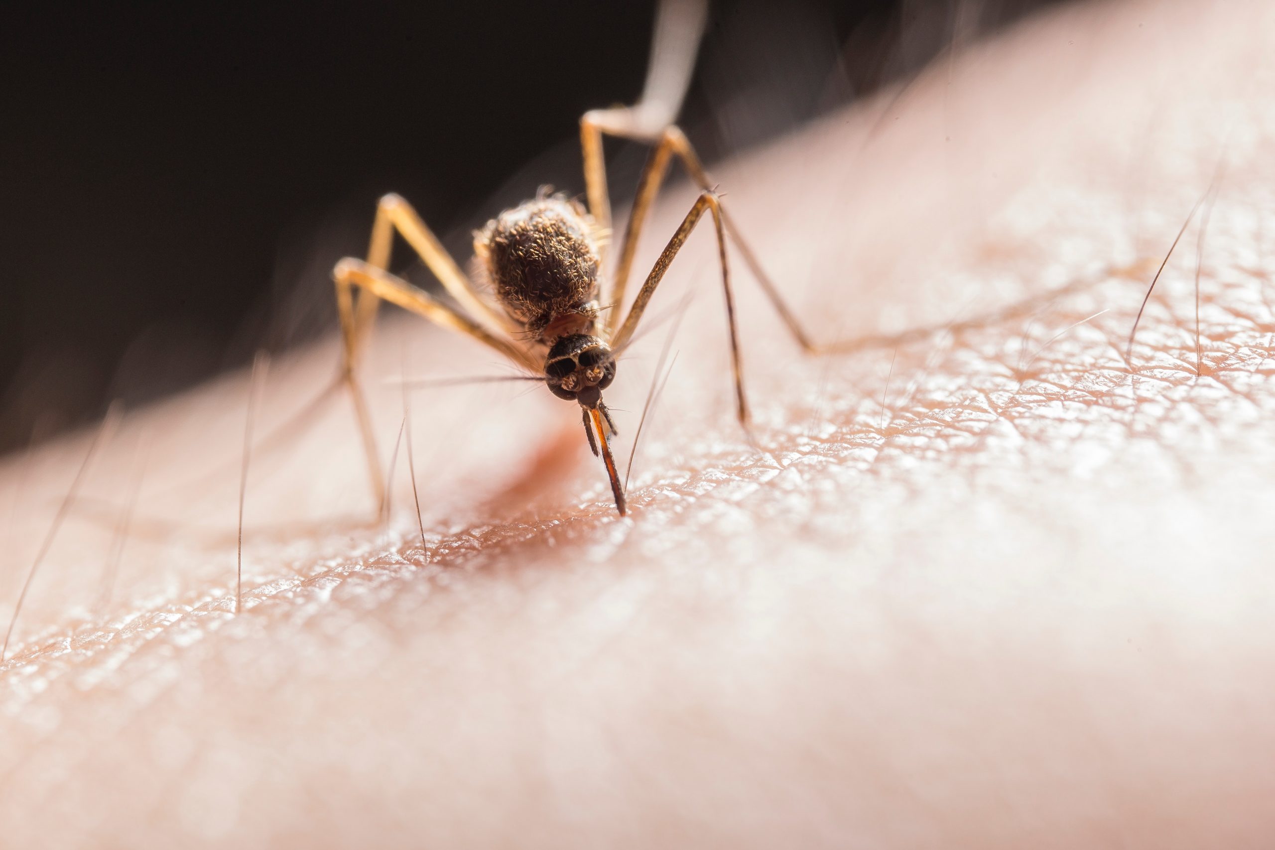 INSP: 7 cazuri de infecție cu virusul West Nile, confirmate în România. S-au întregistrat 3 decese din cauza bolii