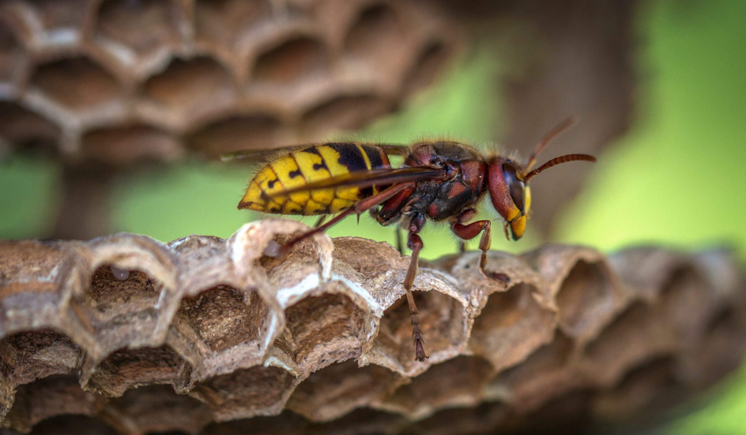 TULCEA: Aproape 80 de persoane, majoritatea turiști, au ajuns cu probleme de sănătate grave la spital din cauza unor alergii provocate, în general, de înțepăturile insectelor