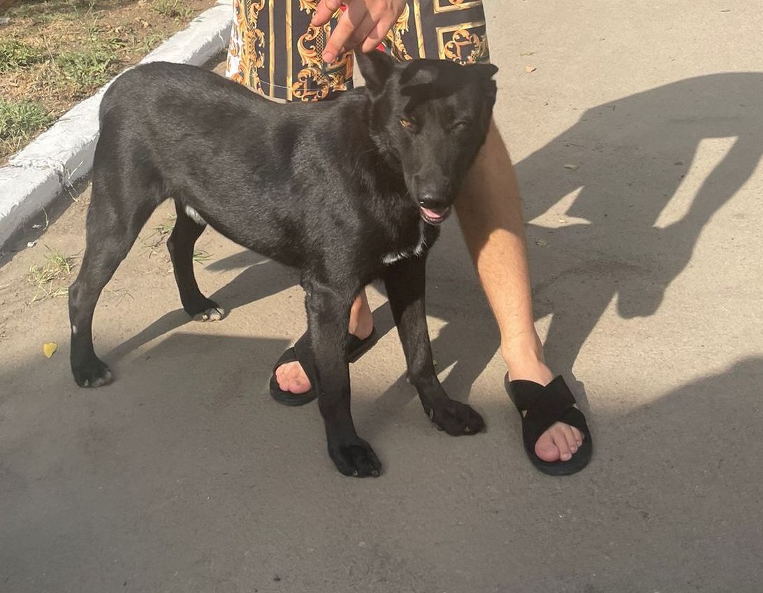 Un căţel de la Adăpostul public de animale abandonate Constanța, şi-a găsit o familie
