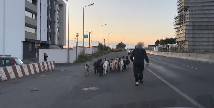 CONSTANȚA: Bărbatul care își plimba caprele prin oraș a fost amendat