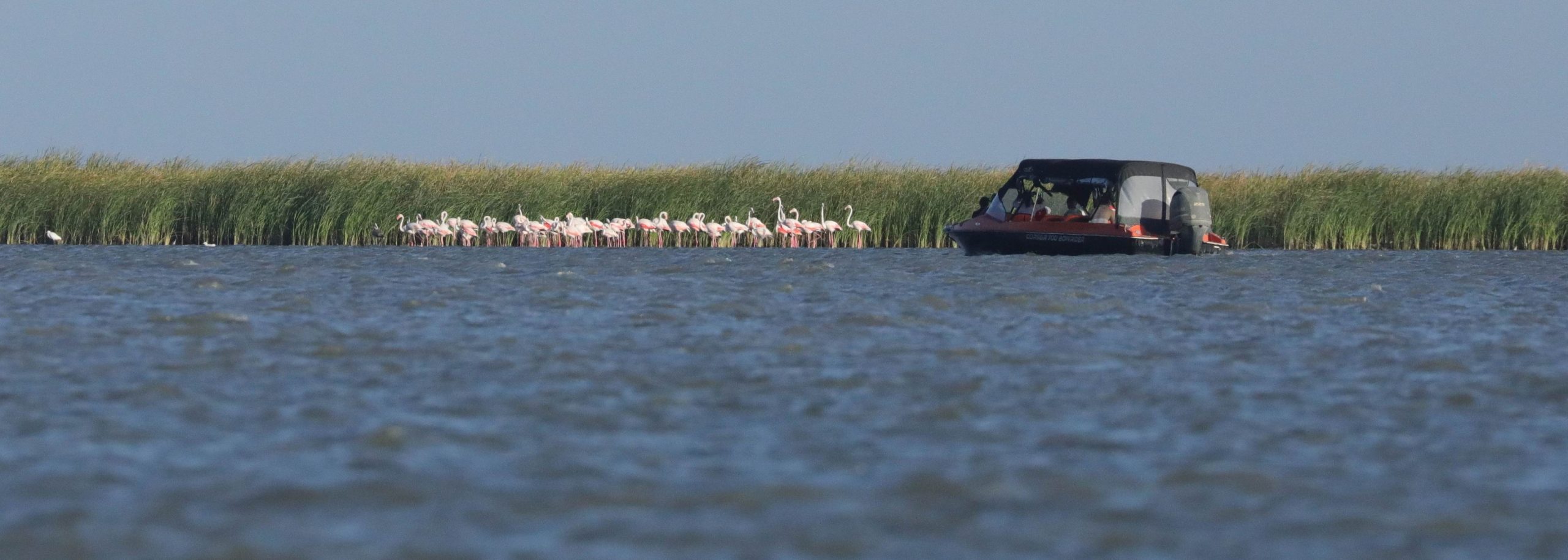 TULCEA: Păsări flamingo hăituite de „iubitorii de natură” – semnal de alarmă tras de Institutul National de Cercetare-Dezvoltare „Delta Dunării”
