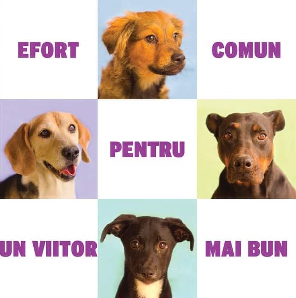 CONSTANȚA: Cel mai mare eveniment al toamnei, dedicat iubitorilor de animale, are loc joi, în Parcul Tăbăcărie