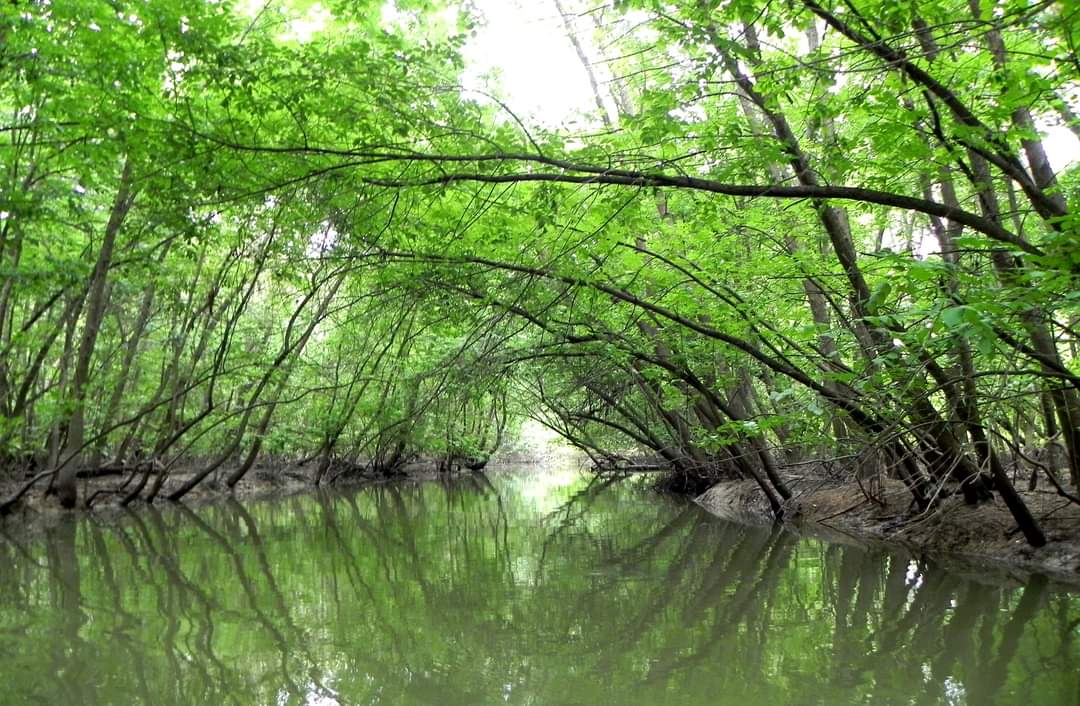 TULCEA: Puțini turiști străini au ajuns în Delta Dunării în acest an