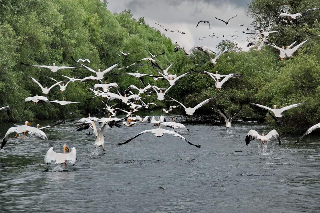 TULCEA: Excursiile pentru vizitarea coloniilor de păsări din Deltă sunt interzise!