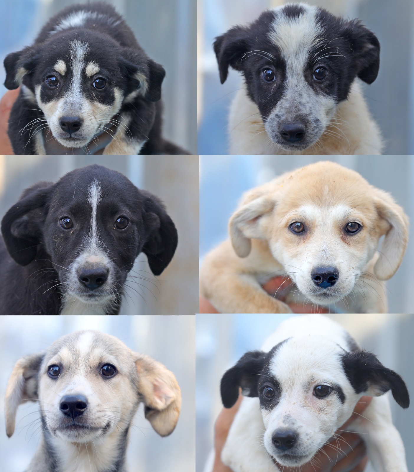 Grumpy, Sleepy, Sneezy, Hapciu, Doc și Happy, disponibili în cadrul campaniei ”Adoptă un cățel”
