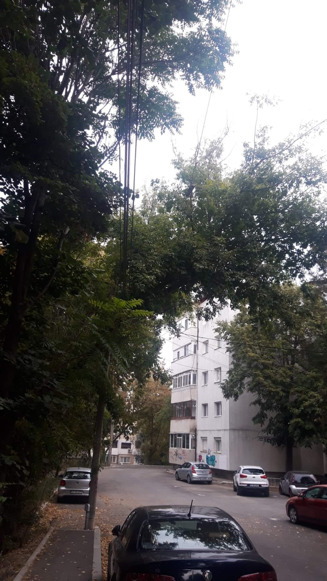 TULCEA: Se toaletează arborii de pe strada Mărăşeşti